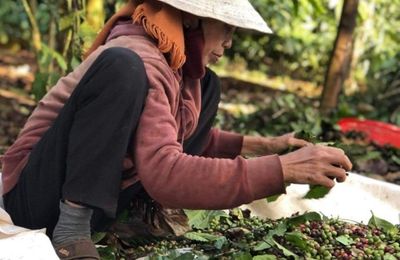 Đắk Lắk: Bà H Ner Niê hơn 20 năm gắn bó với cây Cà phê