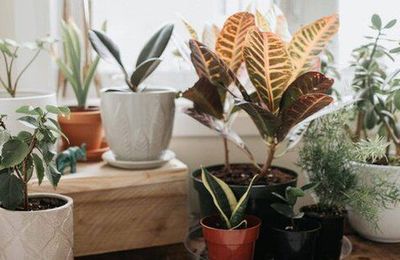 7 loại cây cảnh cực dễ chăm dành cho người mới trồng