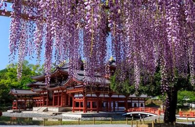 Tour Nhật Bản 6N5Đ: Chiêm ngưỡng sắc tím mùa hoa tử đằng đẹp mê hoặc ở Osaka