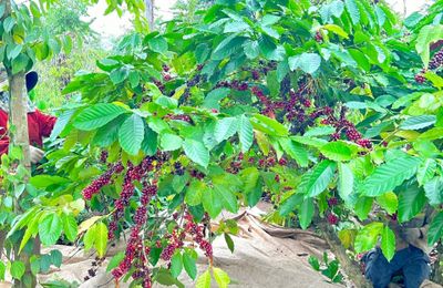 Đắk Lắk: Nhiều nội dung đặc sắc tại Lễ hội Cà phê Buôn Ma Thuột lần thứ 8 năm 2023