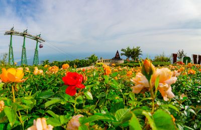 Ngắm hoa hồng khoe sắc trên đỉnh Bà Đen