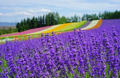 Lạc bước vào cánh đồng hoa oải hương khổng lồ ở Hokkaido với tour 7N6Đ