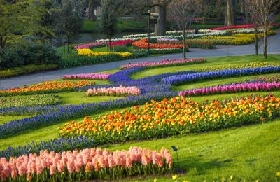 Tham quan vườn hoa Keukenhof Hà Lan - Vườn hoa lớn nhất thế giới