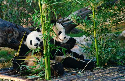 Tour Trung Quốc 6N5Đ: Khám phá “quốc bảo” siêu đáng yêu cùng các điểm đến đẹp mê hoặc