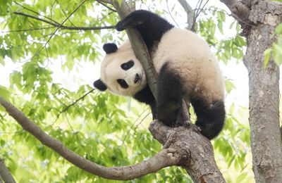 Gấu trúc Fubao – Chú gấu trúc con đầu tiên được sinh ra ở Hàn Quốc