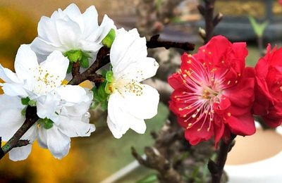 Đón xuân về, dân sành chơi hoa Tết đều biết đến 5 loại đào này, có loại giá bán lên đến cả trăm triệu