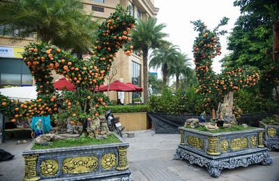 Cận cảnh cặp quất hình rồng đón Tết Giáp Thìn giá hơn 200 triệu đồng