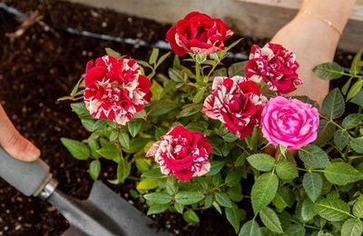 4 loại hoa vô cùng thích hợp để trồng trong nhà dịp Tết Nguyên đán