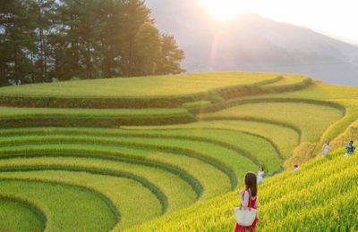 Mùa này lên Mù Căng Chải, ngắm ruộng bậc thang vàng ươm đẹp mê lòng người