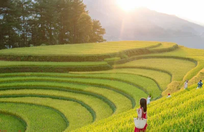 Mùa này lên Mù Căng Chải, ngắm ruộng bậc thang vàng ươm đẹp mê lòng người