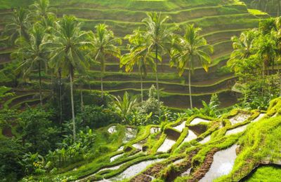 Bali: Thiên đường mùa hè