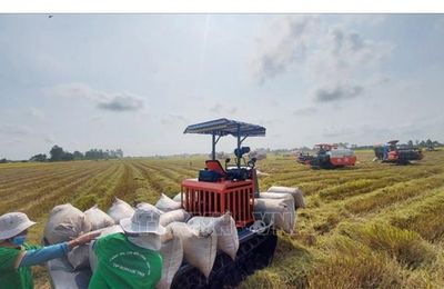 Xuất khẩu gạo Việt Nam giữ giá cao giữa cuộc cạnh tranh khu vực