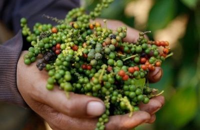 Việt Nam nhập khẩu hồ tiêu của Brazil với giá là bao nhiêu?
