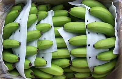 Vượt Philippines, Việt Nam trở thành nguồn cung chuối lớn nhất cho Trung Quốc