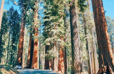 Sequoia National Park - khu rừng cổ tích của những "người khổng lồ" sống hơn 3000 năm