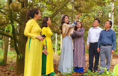 Sầu riêng Krông Pắc - Phát triển và Hội nhập