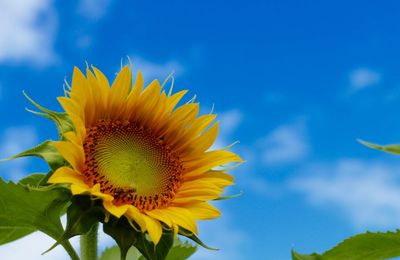 10+ loài hoa tượng trưng cho sự may mắn để làm quà tặng