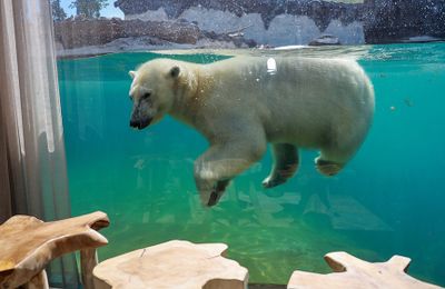 Ngủ cùng Hải mã và Gấu Bắc cực tại khách sạn sở thú Pairi Daiza, Bỉ