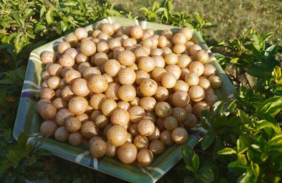 Quả và lá mắc mật – tinh hoa ẩm thực Lạng Sơn