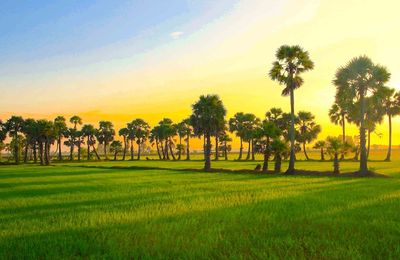 Xứ sở thốt nốt ở vùng đất thiêng Bảy Núi, An Giang