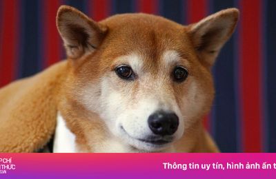 Chú chó có 'nụ cười triệu USD' qua đời