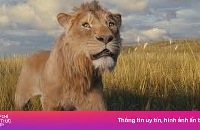 Cú sốc của 'Vua sư tử'