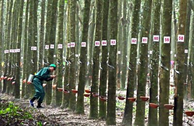 “Ánh sáng từ dòng vàng trắng” lần VI năm 2024
