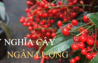 Ý nghĩa của cây ngân lượng khiến ai cũng muốn sở hữu 1 chậu trong ngày Tết