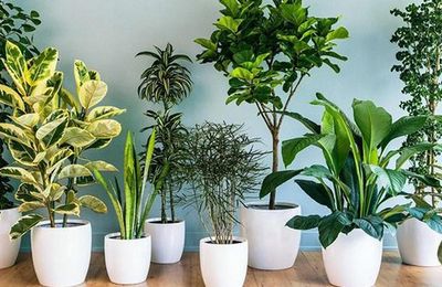 6 loại cây mang ý nghĩa tài lộc tốt, thích hợp chưng ban thờ Thần Tài