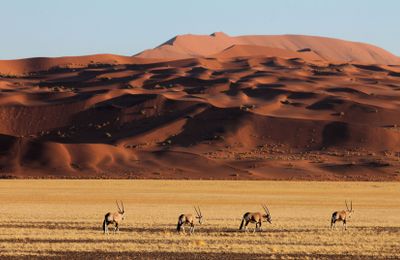 Mạo hiểm kiểu thượng lưu: Kỳ 2 - Đến sa mạc Namibia cùng andBeyond