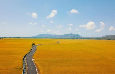 Con đường giữa cánh đồng vàng ruộm ở Vũng Tàu gây sốt