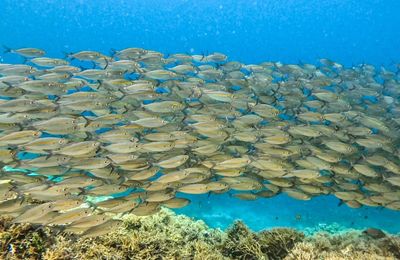 Tôi đến New Guinea săn cá khổng lồ