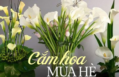 Loài hoa “đỏng đảnh” nhưng nhất định phải cắm vào mùa hè, ưa sáng, chịu được nhiệt độ cao, độ bền lên tới 15 ngày