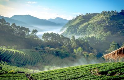 Lạc lối ở Chiang Mai - Đóa hồng phương Bắc Thái Lan