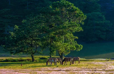 Top 4 thành phố thiên đường nghỉ dưỡng của Việt Nam