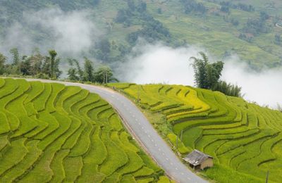 Góc cua "triệu view" phủ vàng mùa lúa chín ở Lào Cai như lạc vào tiên cảnh