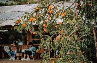 Mùa hồng Đà Lạt "gõ cửa": Lên đồ check-in ngay những khung hình mộng mơ