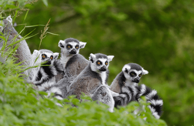 Khám phá thiên nhiên hoang sơ độc lạ cùng tour Mauritius – Madagascar 10N9Đ