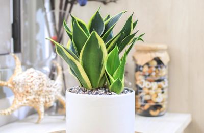 Cách dùng cây lưỡi hổ chuẩn phong thủy để tiền vào như nước