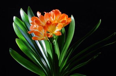 10 loại cây “hợp vía” người mệnh Thổ, may mắn gõ cửa cả năm