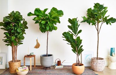 Mệnh Mộc đừng bỏ lỡ 10+ loài cây “hút lộc như nam châm” này