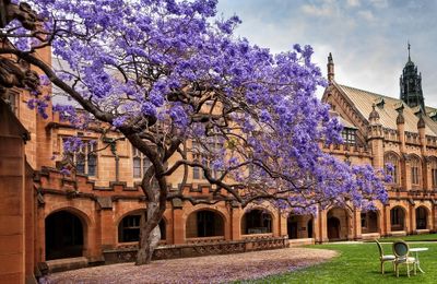 ‘Bỏ túi’ 10 địa điểm ngắm hoa phượng tím đẹp ở Sydney – Úc