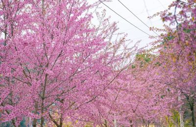 Hà Giang lọt top điểm ngắm hoa anh đào đẹp nhất châu Á