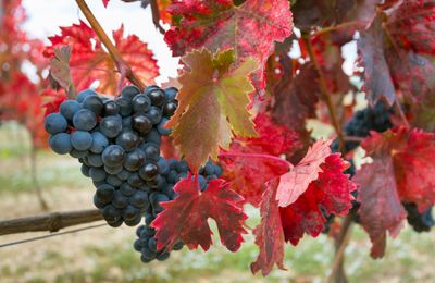 3 nhà máy rượu vang nổi tiếng ở Rioja, Tây Ban Nha