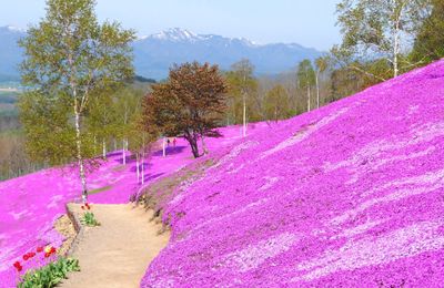 Tour Hokkaido 5N6Đ: ngắm hoa chi anh ngọt ngào mùa xuân Nhật Bản