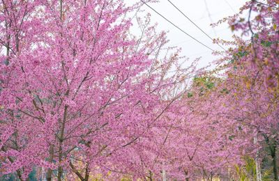 Hà Giang lọt top điểm ngắm hoa anh đào đẹp nhất châu Á