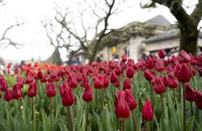 Hàng ngàn bông tulip ngợp ngời trên đỉnh Bà Nà