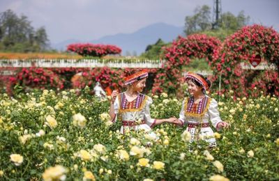 Độc đáo đồi hoa anh đào giữa núi rừng Tây Bắc