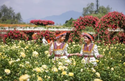 Độc đáo đồi hoa anh đào giữa núi rừng Tây Bắc
