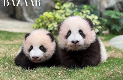 Đến Hồng Kông ngắm gia đình gấu trúc siêu đáng yêu